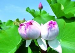 河北邯郸现罕见成片并蒂莲 每朵有上千花瓣